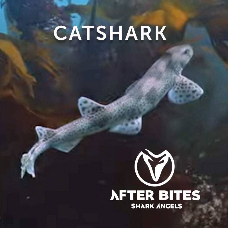 Catshark quiz.