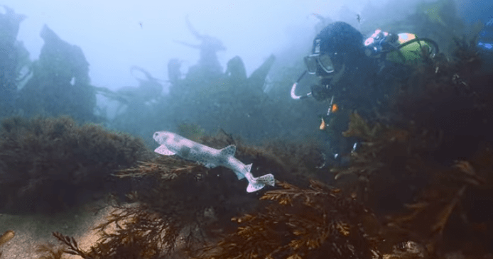 diving with catsharks.