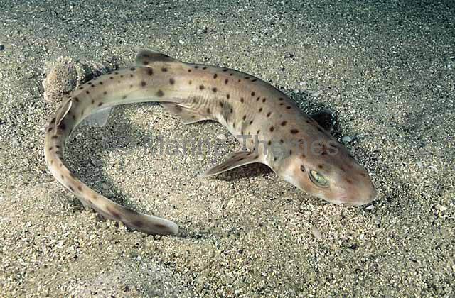 Spotted catshark.