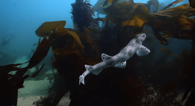 Catshark swimming underwater.