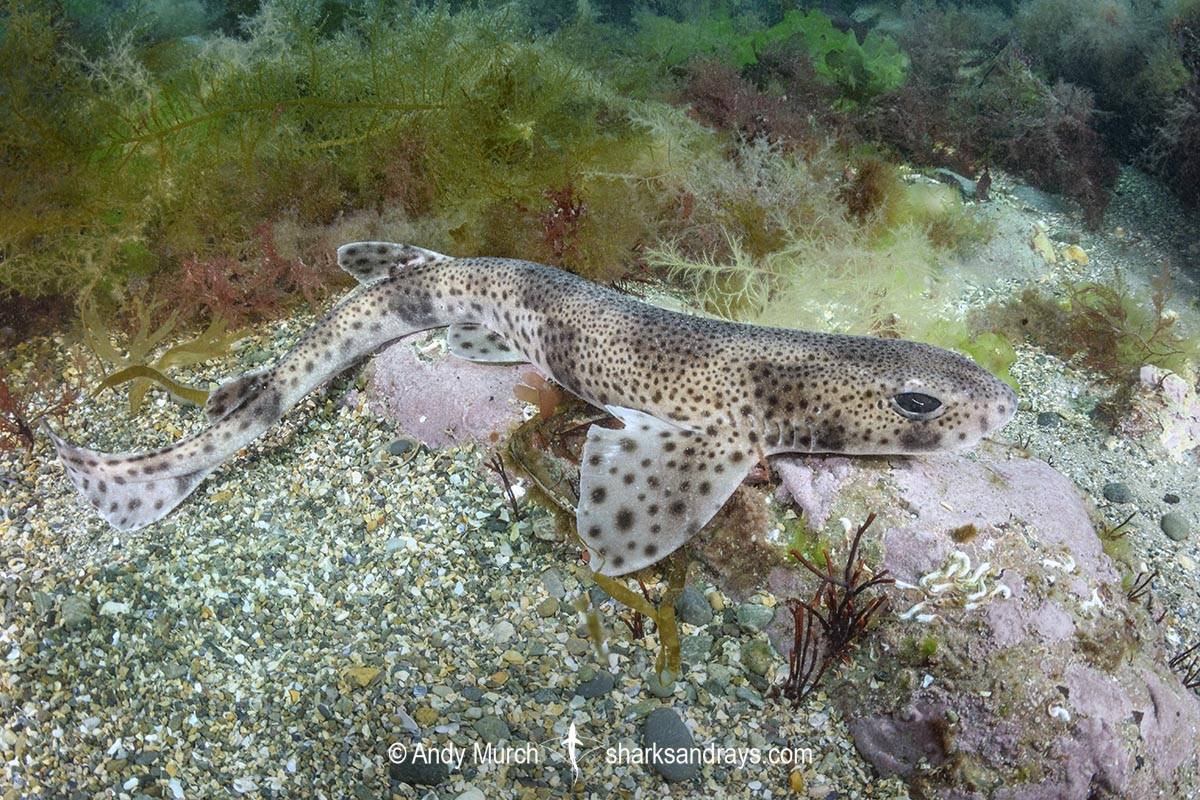 Small spotted catshark.