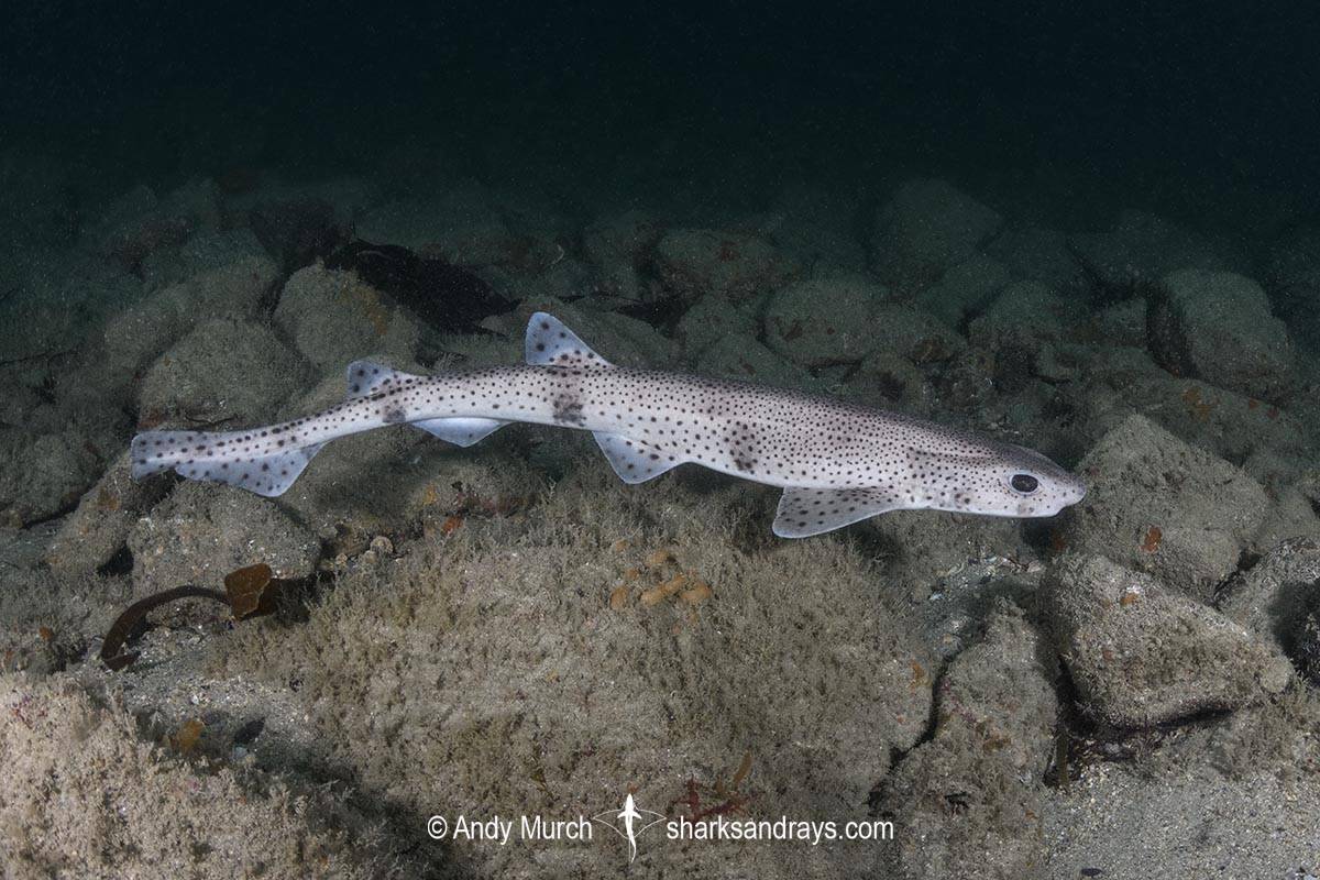 Small spotted catshark.