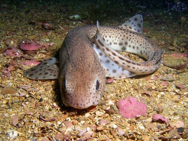 Catshark lounging on ocean floor.