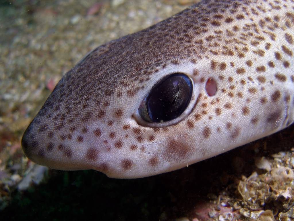 Are Spotted Catsharks Social? | SHARK ANGELS