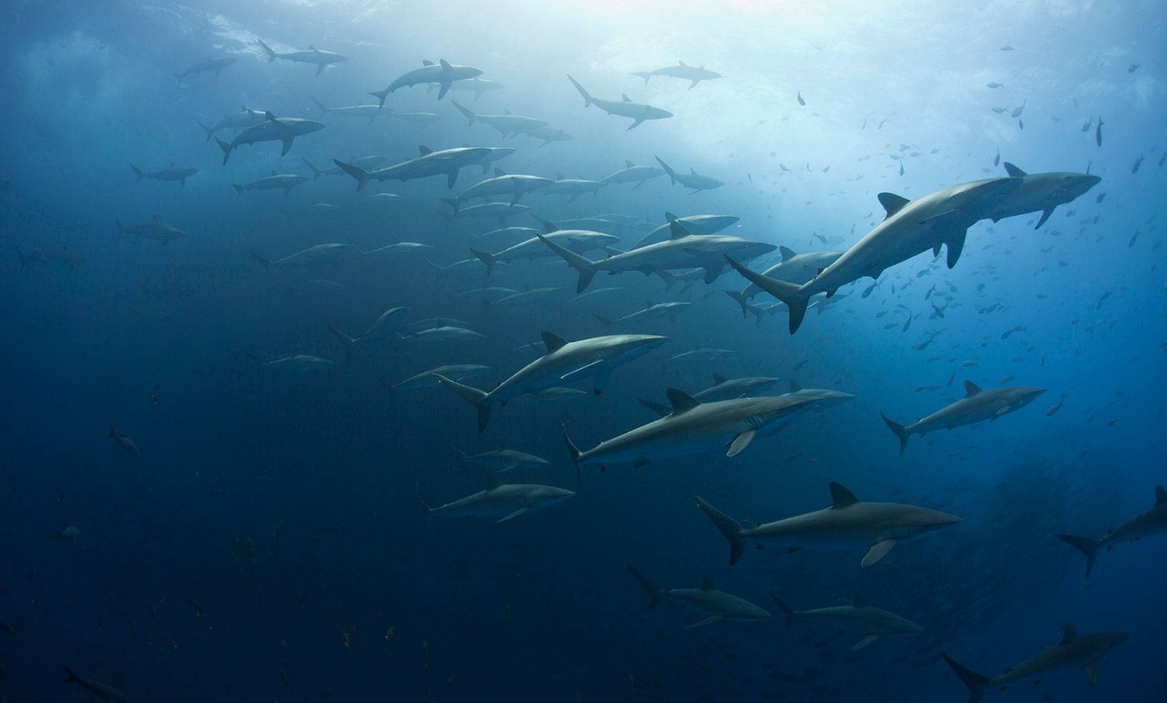 School of silky sharks.