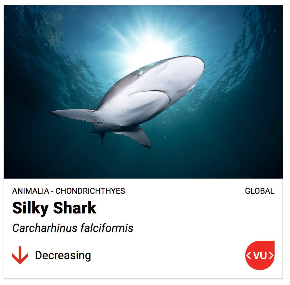 Silky shark fact card.