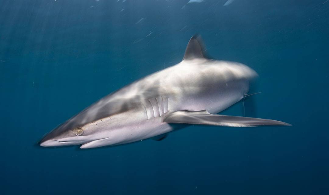 Silky shark.