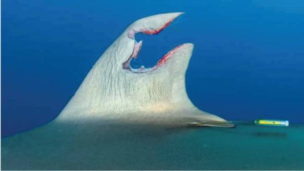 Silky shark fin wound.