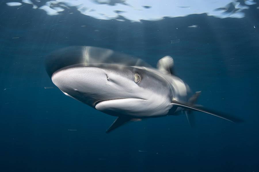 silky shark swimming.