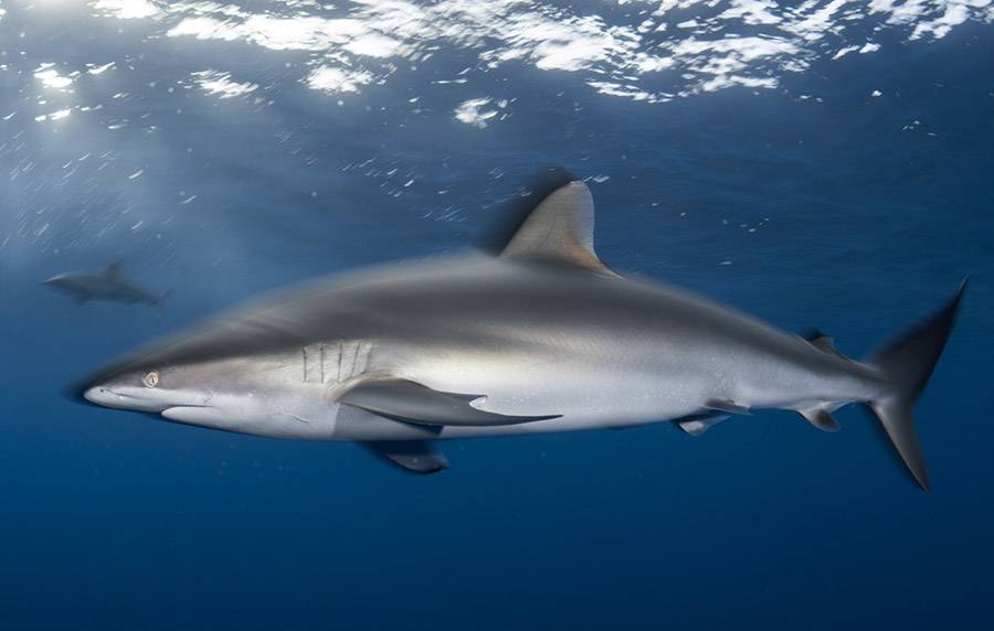 silky shark swimming.