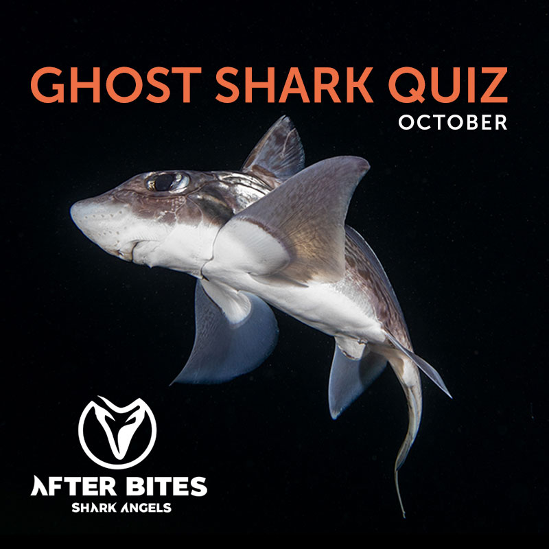 ghost shark quiz.