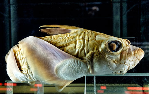 chimaera specimin.