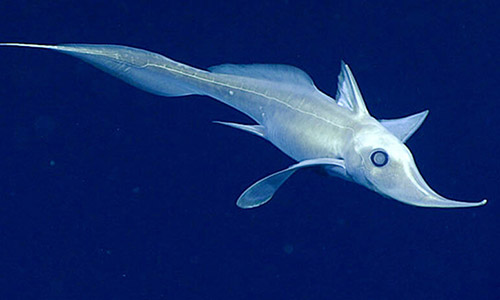 ghost shark long nose.