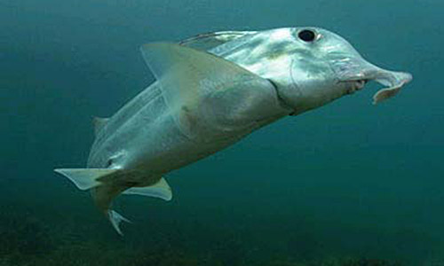 ghost shark plow nose.