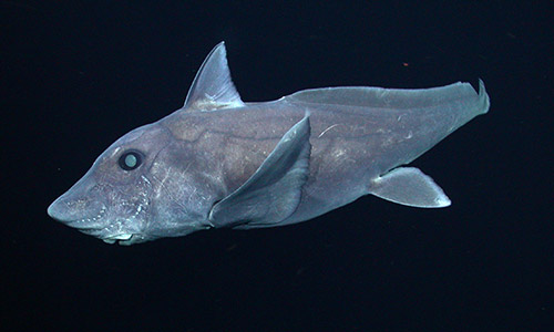 ghost shark short nose.