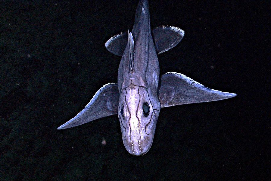 ghost shark underwater.