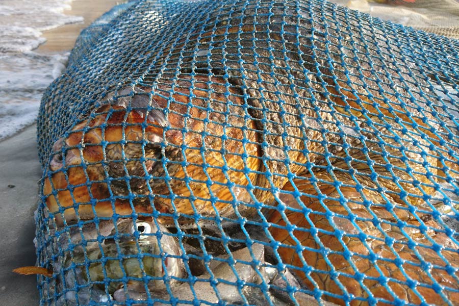 loggerhead turtle bycatch.