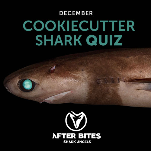 cookiecutter shark quiz.