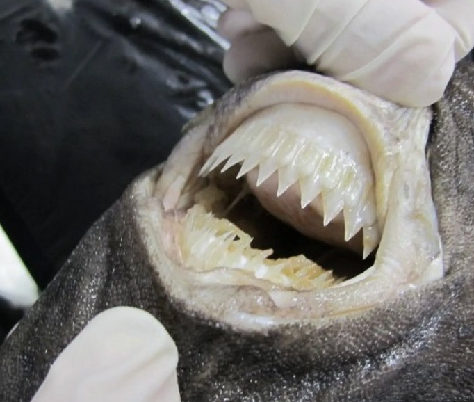 cookiecutter shark teeth.