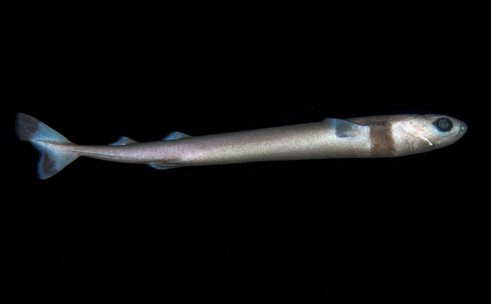 cookiecutter shark.