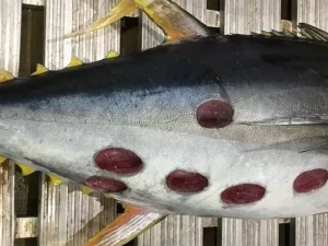 cookiecutter shark prey.