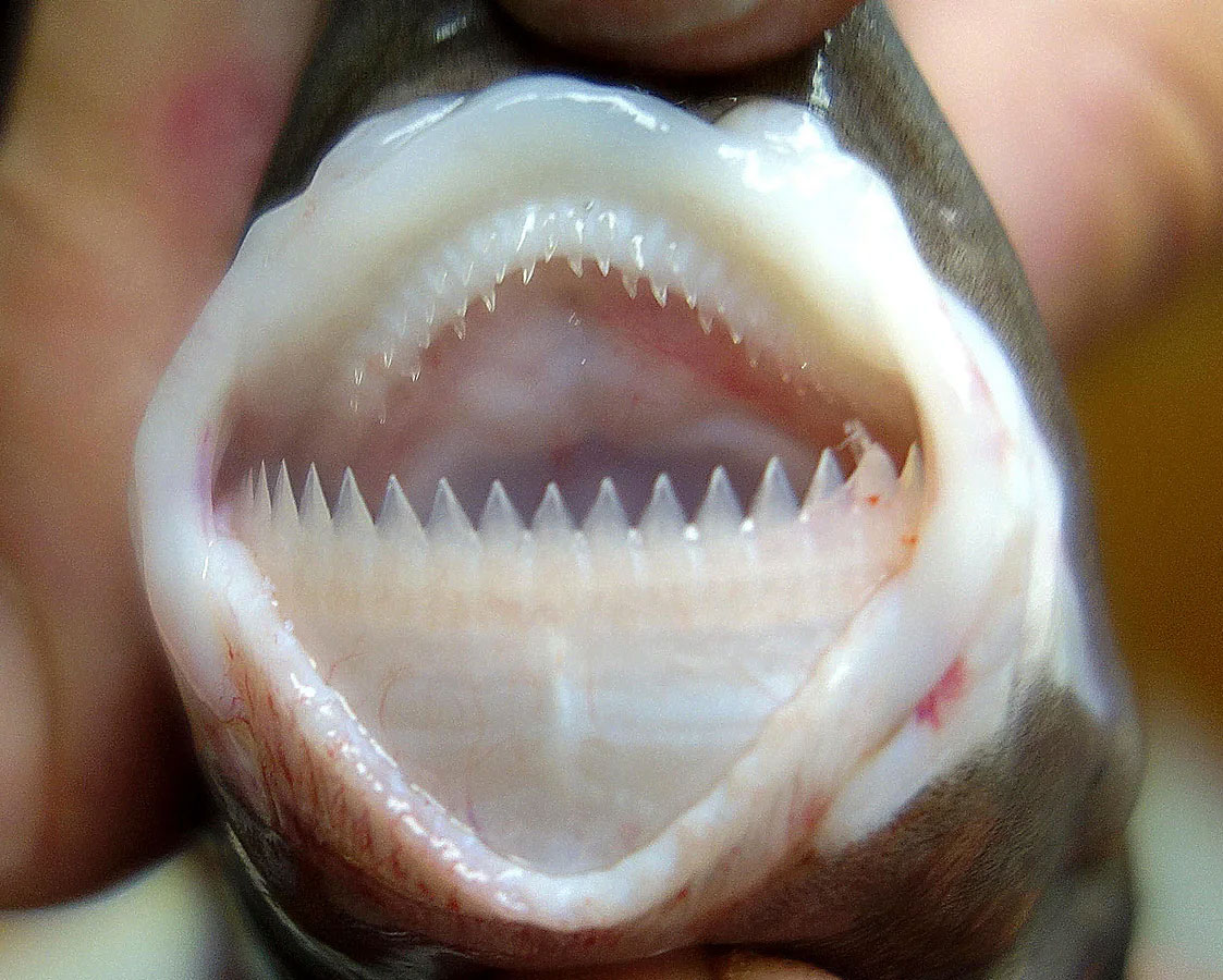 cookiecutter shark jaw.