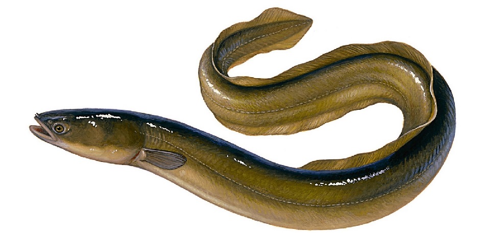 european eel.