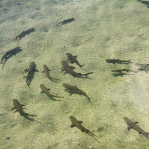 Lemon Sharks Have Friends