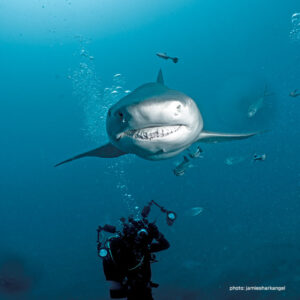 Lemon shark with diver