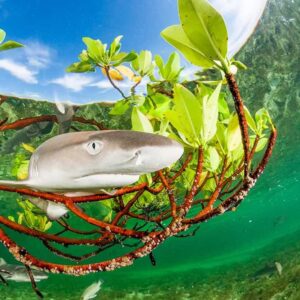 baby lemon shark