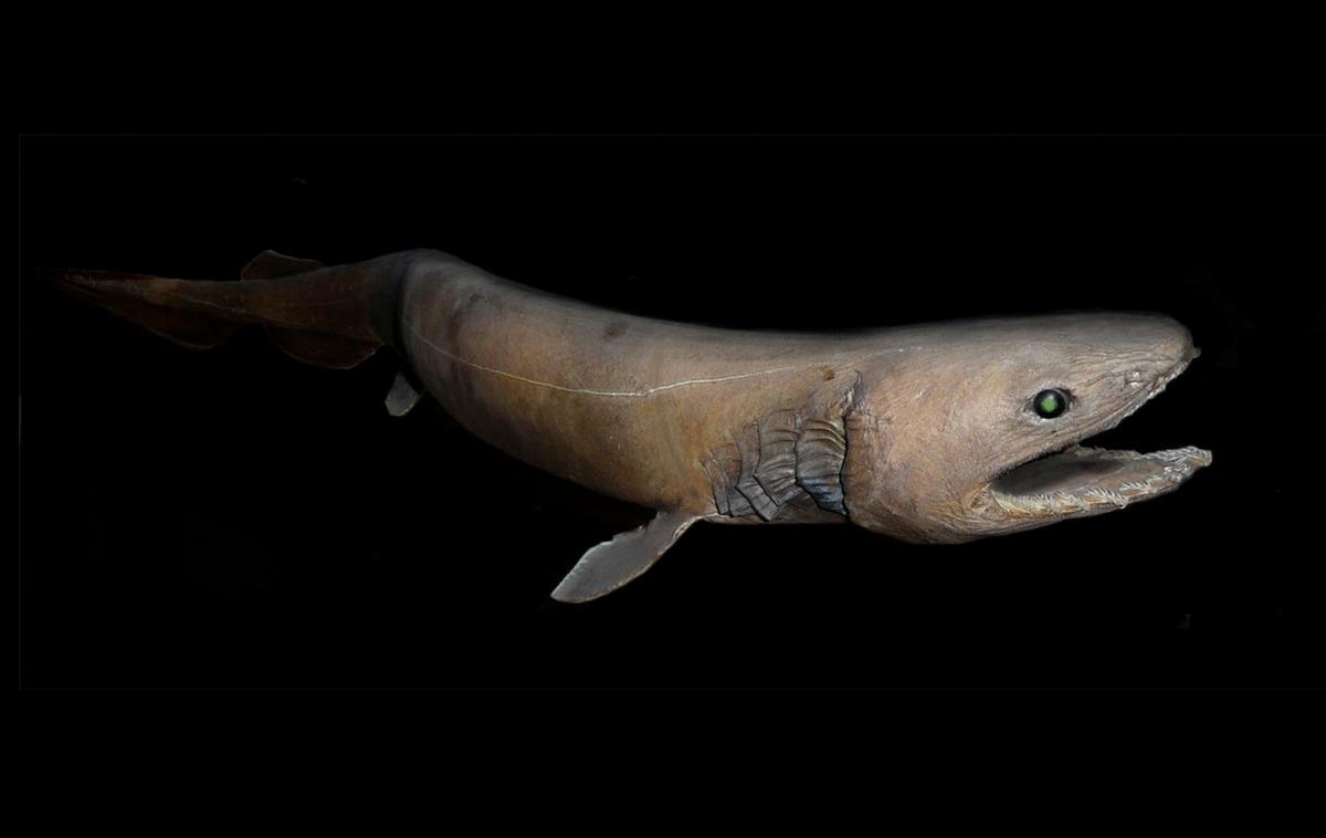 frilled shark underwater.