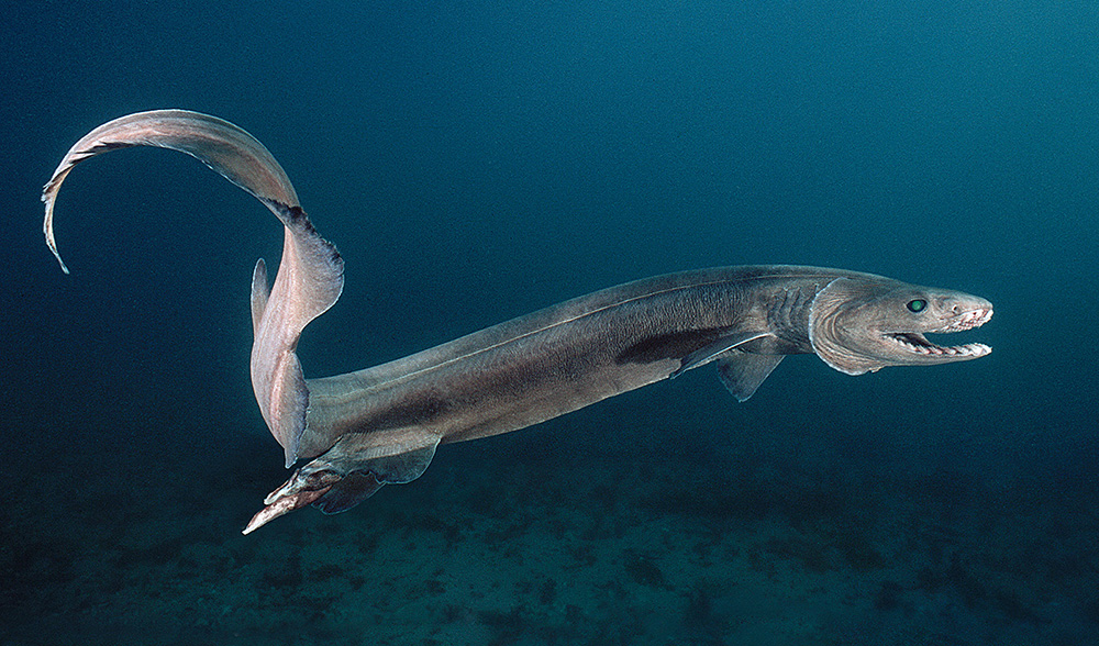 frilled shark in deep water.