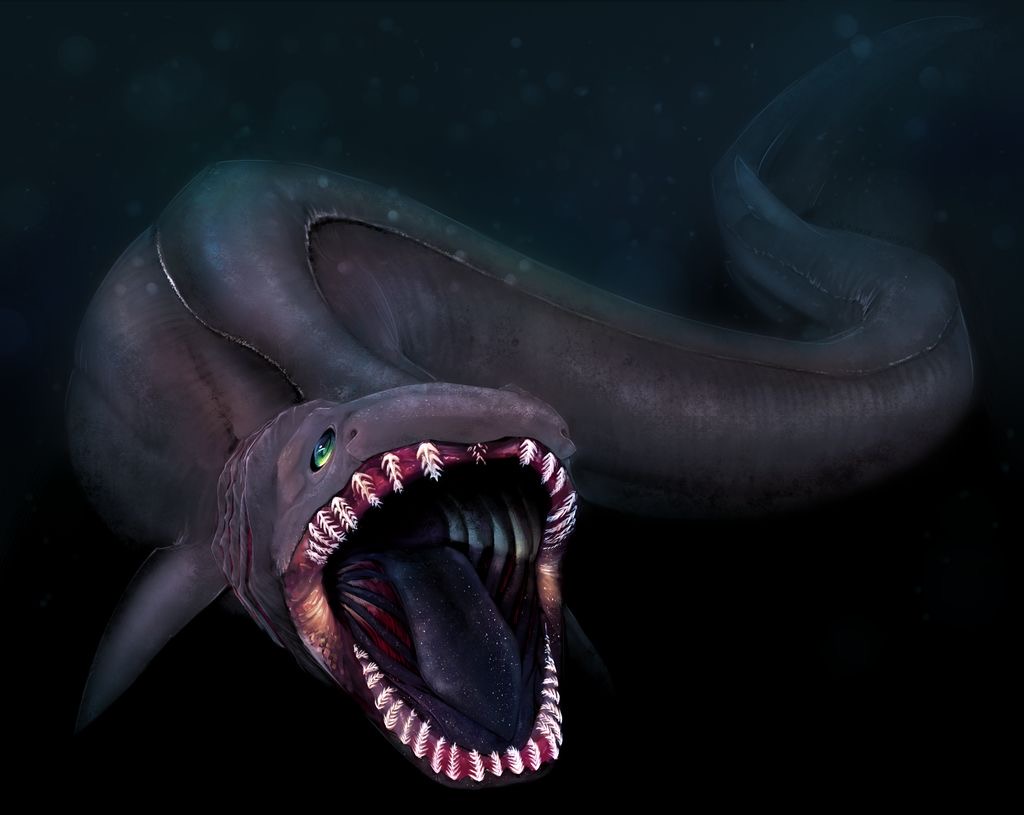 frilled shark with 300 teeth.