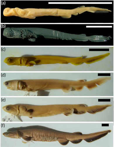 frilled shark pups.