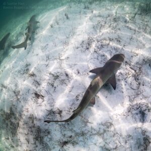 Lemon Sharks threatened with Overfishing