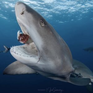 Lemon Shark Eating