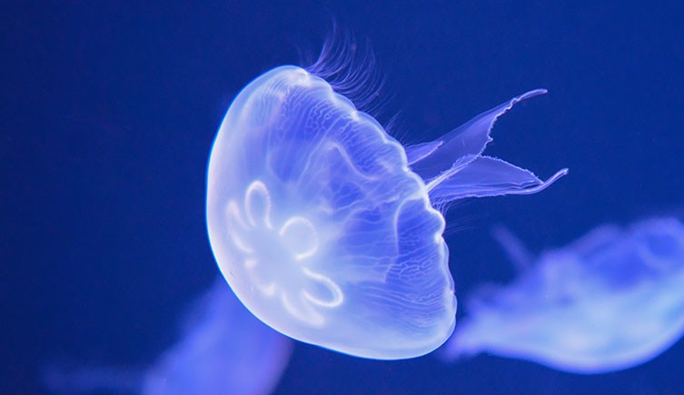 moon jellyfish.