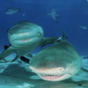 Lemon sharks reach sexual maturity