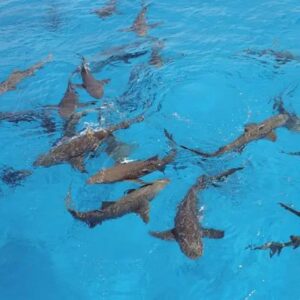 Lemon Shark School