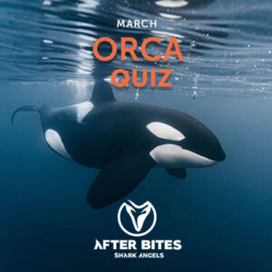 Orca swimming at surface