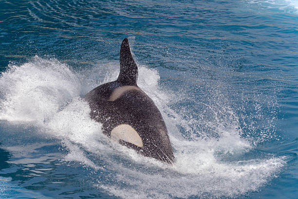 closeup killer whale.