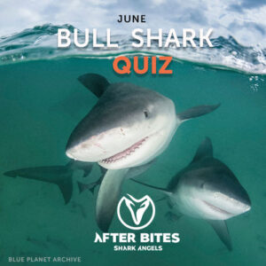 Bull Shark Trivia Quiz