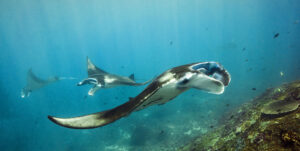 Manta Rays