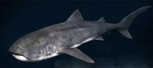 Megamouth Trivia Quiz